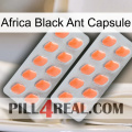 Africa Black Ant Capsule 27